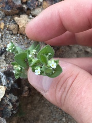 Plagiobothrys glomeratus