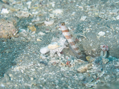 Amblyeleotris periophthalmus