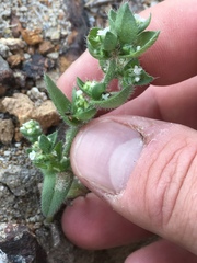 Plagiobothrys glomeratus