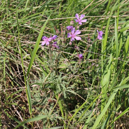 Image of Geranium tuberosum by (c) Юрий Данилевский (Yuriy Danilevsky), some rights reserved (CC BY)