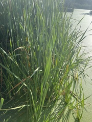 Typha capensis