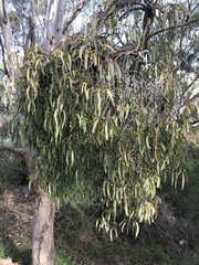 Lorantheae