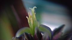 Billbergia