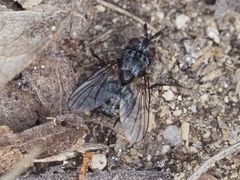 Triarthria setipennis