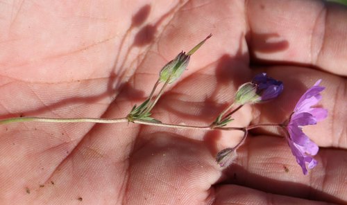Image of Geranium tuberosum by (c) Юрий Данилевский (Yuriy Danilevsky), some rights reserved (CC BY)
