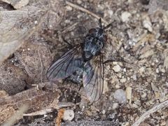 Triarthria setipennis