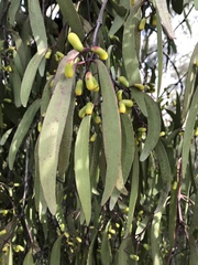 Lorantheae