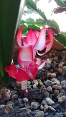 Schlumbergera