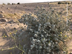 Teucrium polium