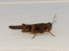 Trilophidia conturbata