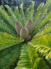 Encephalartos natalensis