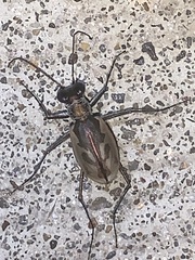 Eunota pamphila