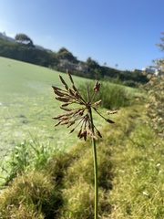 Schoenoplectus scirpoides