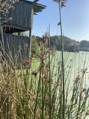 Schoenoplectus scirpoides