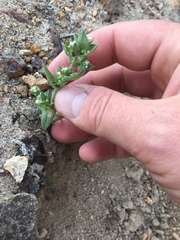 Plagiobothrys glomeratus