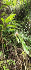 Alpinia sessiliflora