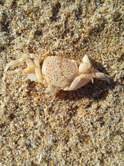 Paragrapsus quadridentatus