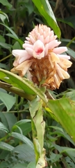 Alpinia sessiliflora