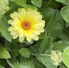 Calendula officinalis
