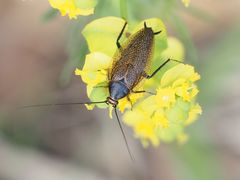 Ectobius erythronotus