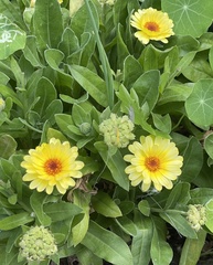 Calendula officinalis