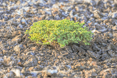 Euphorbia amplexicaulis