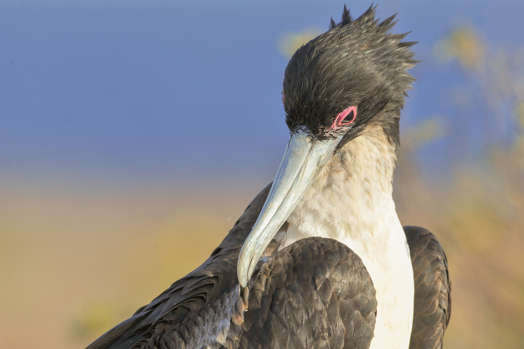 Close view of a frigatebird with a long hooked bill, a pale chest and a pink eye ring