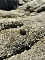 Nerita funiculata