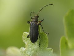 Cortodera humeralis