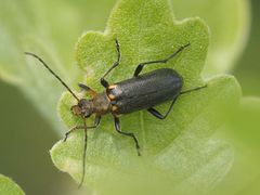 Cortodera humeralis