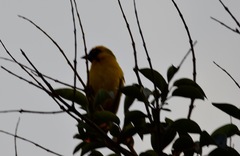 Ploceus velatus