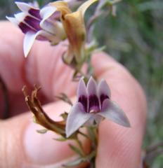 Cyphia sylvatica sylvatica