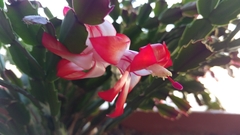Schlumbergera