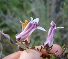 Cyphia sylvatica sylvatica