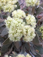 Eriogonum robustum