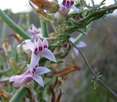 Cyphia sylvatica sylvatica