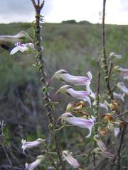 Cyphia sylvatica sylvatica