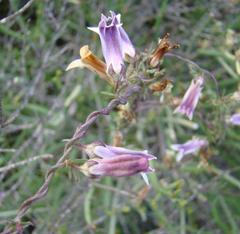Cyphia sylvatica sylvatica