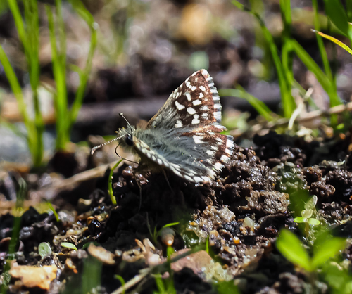 Pyrgus malvae