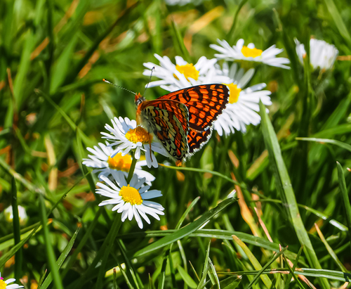 Melitaea cinxia