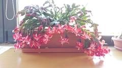 Schlumbergera