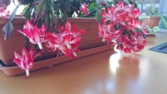 Schlumbergera