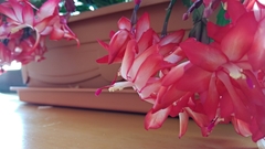 Schlumbergera