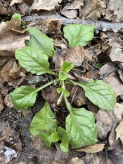 Ajuga reptans