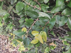 Ficus pumila