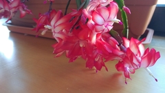 Schlumbergera