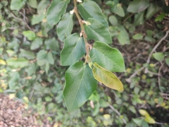 Ficus pumila