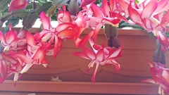 Schlumbergera