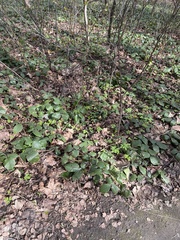 Rubus hirtus