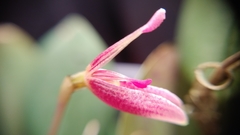 Restrepia